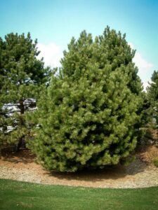 Сосна Чёрная (Pinus Nigra) купить по цене от 270.00р. в интернет-магазине «Посадика» с доставкой почтой в в Жукове и по всей России – [изображение №1].