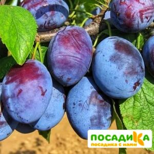 Слива Чачакская ранняя купить по цене от 229.00р. в интернет-магазине «Посадика» с доставкой почтой в в Жукове и по всей России – [изображение №1].