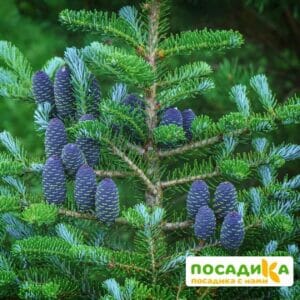 Пихта корейская (Abies koreana) купить по цене от 450.00р. в интернет-магазине «Посадика» с доставкой почтой в в Жукове и по всей России – [изображение №1].