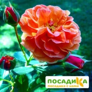 Роза Арабия купить по цене от 350.00р. в интернет-магазине «Посадика» с доставкой почтой в в Жукове и по всей России – [изображение №1].