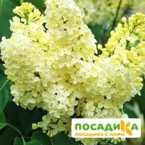 Сирень Примроуз (Primrose) купить по цене от 529.00р. в интернет-магазине «Посадика» с доставкой почтой в в Жукове и по всей России – [изображение №1].