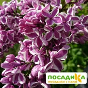 Сирень Сенсация купить по цене от 529.00р. в интернет-магазине «Посадика» с доставкой почтой в в Жукове и по всей России – [изображение №1].