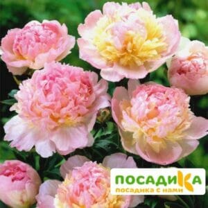 Пион Распберри Сандей (Paeonia Raspberry Sundae) купить по цене от 959р. в интернет-магазине «Посадика» с доставкой почтой в в Жукове и по всей России – [изображение №1].