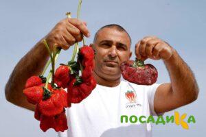 Клубника Гигант Джорнея купить по цене от 266р. в интернет-магазине «Посадика» с доставкой почтой в в Жукове и по всей России – [изображение №1].