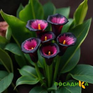 Калла Аура Лейс купить по цене от 400р. в интернет-магазине «Посадика» с доставкой почтой в в Жукове и по всей России – [изображение №1].