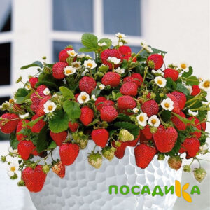 Клубника Рубиновый Шепот (горшечная) купить по цене от 240р. в интернет-магазине «Посадика» с доставкой почтой в в Жукове и по всей России – [изображение №1].