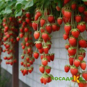 Клубника вьющаяся Комплимент купить по цене от 470р. в интернет-магазине «Посадика» с доставкой почтой в в Жукове и по всей России – [изображение №1].