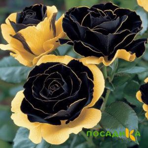 Роза Ханни Сикл купить по цене от 700р. в интернет-магазине «Посадика» с доставкой почтой в в Жукове и по всей России – [изображение №1].