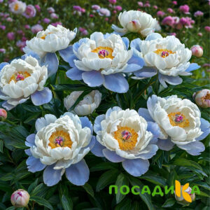 Пион акварельный Этюд купить по цене от 806р. в интернет-магазине «Посадика» с доставкой почтой в в Жукове и по всей России – [изображение №1].