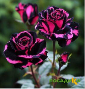 Роза Багровый Шепот купить по цене от 366р. в интернет-магазине «Посадика» с доставкой почтой в в Жукове и по всей России – [изображение №1].