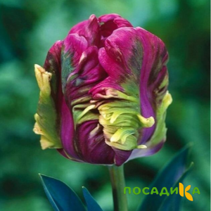 Тюльпан Экзотик Хэвен купить по цене от 186р. в интернет-магазине «Посадика» с доставкой почтой в в Жукове и по всей России – [изображение №1].