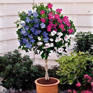 Гибискус-Дерево Триколор купить по цене от 289р. в интернет-магазине «Посадика» с доставкой почтой в в Жукове и по всей России – [изображение №1].