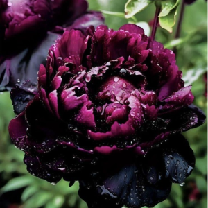 Пион Темный Сад купить по цене от 421р. в интернет-магазине «Посадика» с доставкой почтой в в Жукове и по всей России – [изображение №1].