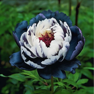 Пион Древовидный Инь-Янь купить по цене от 419р. в интернет-магазине «Посадика» с доставкой почтой в в Жукове и по всей России – [изображение №1].