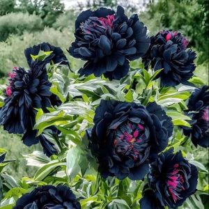 Пион древовидный Сердце Афродиты купить по цене от 600р. в интернет-магазине «Посадика» с доставкой почтой в в Жукове и по всей России – [изображение №1].