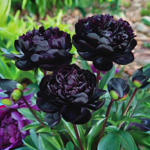 Пион Королевский Бархат купить по цене от 419р. в интернет-магазине «Посадика» с доставкой почтой в в Жукове и по всей России – [изображение №1].