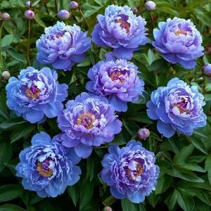 Пион Голубой лотос купить по цене от 590р. в интернет-магазине «Посадика» с доставкой почтой в в Жукове и по всей России – [изображение №1].