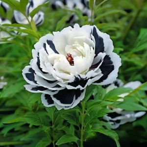 Пион Монохромный Шик купить по цене от 429р. в интернет-магазине «Посадика» с доставкой почтой в в Жукове и по всей России – [изображение №1].